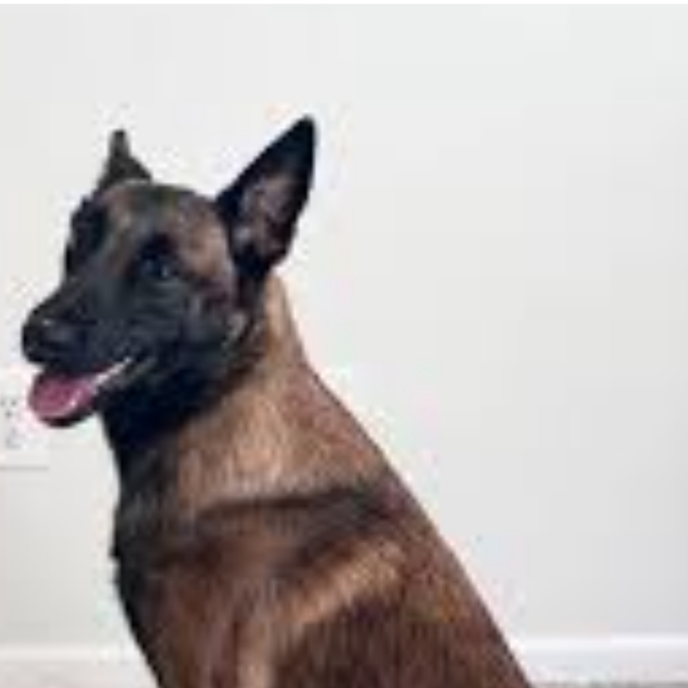 Meet Dutch And Sheba. I'm Trying To Learn How To Set Up A Verification Account. - Picture 3 of 3